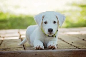Prayer for a Dog Having Surgery: Seeking Healing for Our Furry Companions