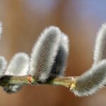 Can You Break a Lenten Fast on Sunday? Understanding Religious Permissions