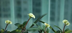 Prayer for Cancer Surgery: Finding Hope in the Midst of Illness