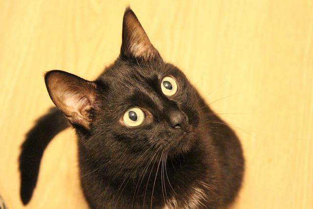 Adoration Confession Thanksgiving Supplication Prayer Guideline: Experience Wholeness in Prayer 4 Supplication: Presenting Your Requests to God