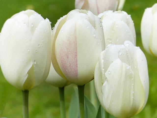 Prayer for Healing and Hope: Embrace Faith in Adversity! 7 How to Maintain Faith and Hope in the Face of Challenges and Uncertainty