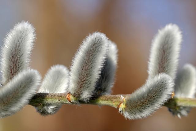 Are You Not Supposed to Fast on Sundays During Lent? Dispelling Myths 8 Why Sundays are a Day of Celebration and Respite in the Midst of Lenten Discipline