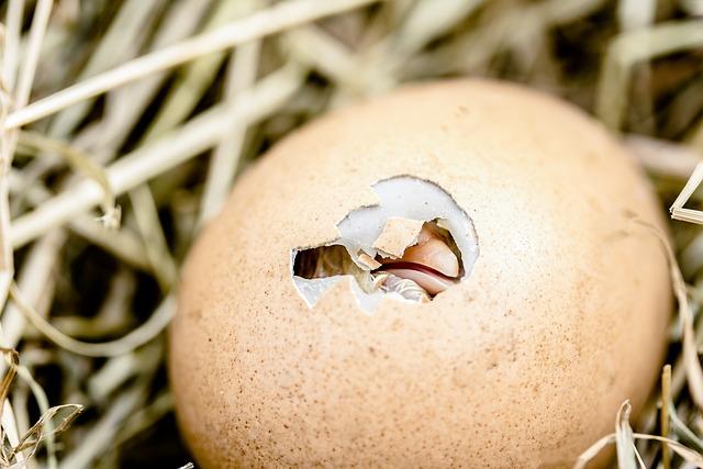 Prayer for Healing with an Egg in Spanish: Uncover Traditional Remedies! 6 How to Choose the Right Egg for Healing Purposes