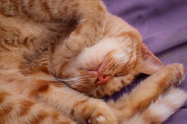 Thanksgiving Prayer Service: Gather in Gratitude with this Meaningful Service 11 The Importance of Follow-Up and Continued Gratitude Practice