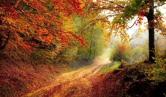 Celtic Prayer of Thanksgiving: Express Gratitude through Celtic Tradition 4 Connecting with Nature in Celtic Prayer