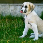 Animal Blessings: Prayer for Animal Healing Unveiled!