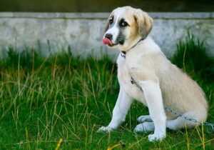 Animal Blessings: Prayer for Animal Healing Unveiled! 8 Animal Blessings: Prayer for Animal Healing Unveiled!