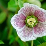 Lenten Devotion: How to Do Fasting in Lent Days? 13 Lenten Devotion: How to Do Fasting in Lent Days?