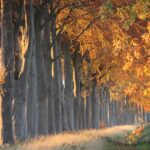 Sin or Not: Debunking Myths about Lenten Fasting 13 Sin or Not: Debunking Myths about Lenten Fasting