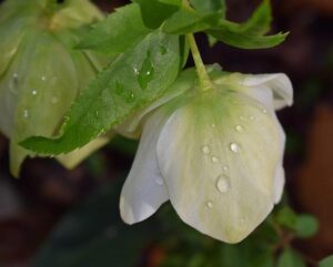 Demystifying Lenten Fasting Rules: Catholic Insights