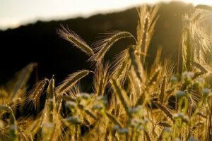 Nourishing the Soul: Reflecting on the Prayer of Thanksgiving for Food 6 Nourishing the Soul: Reflecting on the Prayer of Thanksgiving for Food
