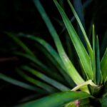 First Friday of Lent 2019 Fast: Commemorating with Spiritual Resolve