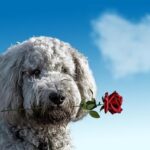 Hopeful Hearts: Lift Spirits with Prayer for Healing and Hope