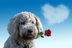Hopeful Hearts: Lift Spirits with Prayer for Healing and Hope