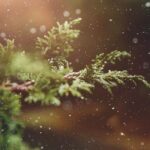 Stations of Advent: Reflect on the Journey to Christmas Through Prayer! 2 Stations of Advent: Reflect on the Journey to Christmas Through Prayer!