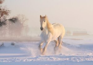 Count Down with a Horse Advent Calendar for Humans 9 Count Down with a Horse Advent Calendar for Humans
