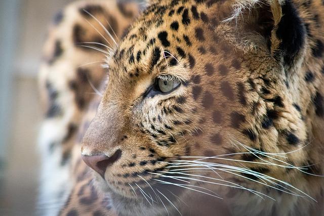 Bibles for Missions Orange City Iowa: Empowering Faith in the Heartland 5 - The Importance of Donating to Bibles for Missions