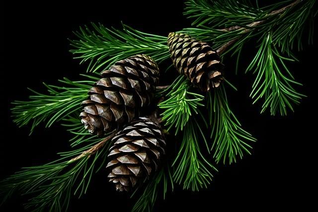 Call to Worship: Enhance Your Advent Services! 6 Utilizing Visual Elements to Enhance the Worship Experience