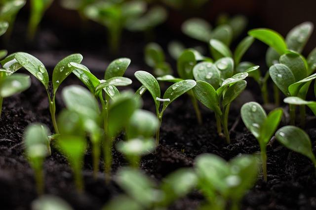 Lenten Practice: Fast Food for Fridays During Lent - Must-Try Options 8 Sustainable and ethical practices in fast food industry during Lent