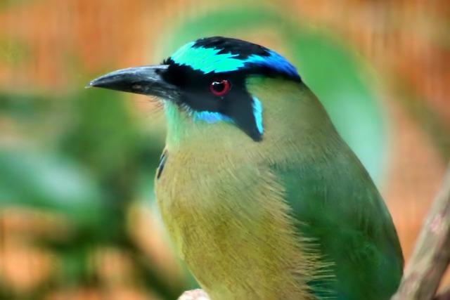 Advent Story for Preschoolers: Delight Little Ones with Festive Tales! 4 Introduce Children to the Meaning of Advent Through Storybooks